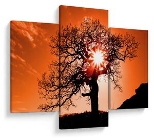 Tablou - Fag la apus de soare (90x60 cm)