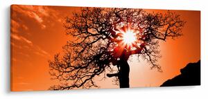 Tablou - Fag la apus de soare (120x50 cm)
