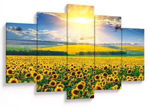 Tablou - Câmp cu floarea soarelui (150x105 cm)