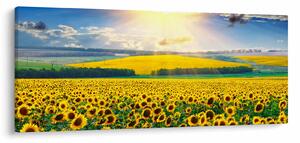 Tablou - Câmp cu floarea soarelui (120x50 cm)