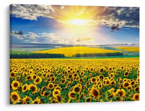 Tablou - Câmp cu floarea soarelui (70x50 cm)