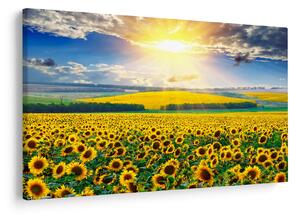 Tablou - Câmp cu floarea soarelui (90x60 cm)