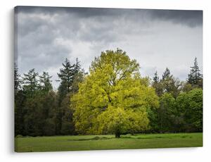 Tablou - Copac verde în câmp (70x50 cm)