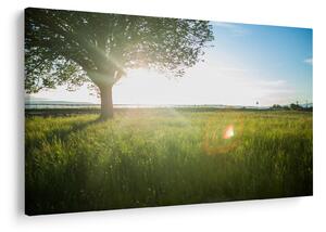Tablou - Copac în câmp (90x60 cm)