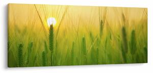 Tablou - Câmp cu cereale (120x50 cm)