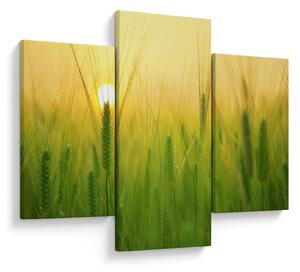 Tablou - Câmp cu cereale (90x60 cm)