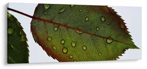 Tablou - Frunze de trandafir (120x50 cm)