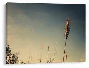 Tablou - Iarba (70x50 cm)