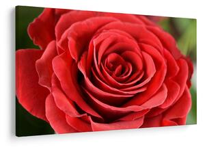 Tablou - Flori de trandafir (90x60 cm)