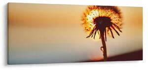 Tablou - Păpădie la apus de soare (120x50 cm)