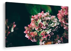 Tablou - Hortensie (90x60 cm)