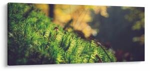 Tablou - Ciupercă și muschi (120x50 cm)