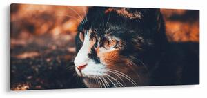Tablou - Privirea pisicii (120x50 cm)