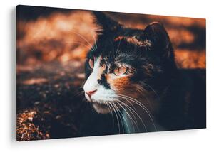 Tablou - Privirea pisicii (90x60 cm)