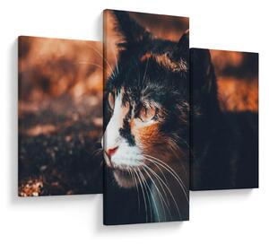 Tablou - Privirea pisicii (90x60 cm)