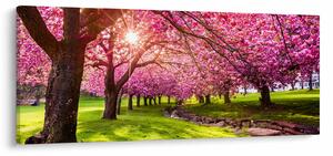 Tablou - Cireși înfloriți, Hurd Park, Dover, New Jersey (120x50 cm)