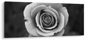 Tablou - Trandafir (120x50 cm)