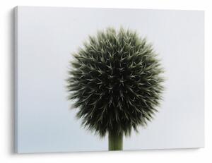 Tablou - Sfere de flori (70x50 cm)