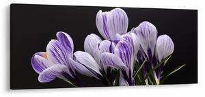 Tablou - Crocus violet (120x50 cm)