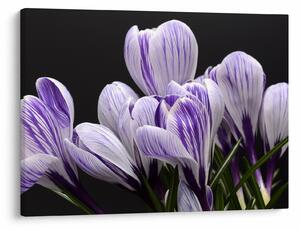 Tablou - Crocus violet (70x50 cm)