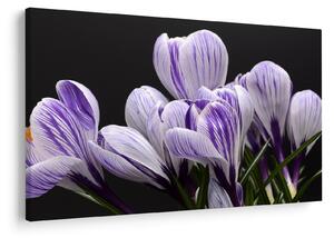 Tablou - Crocus violet (90x60 cm)