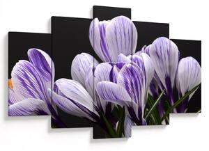 Tablou - Crocus violet (150x105 cm)