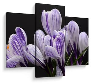 Tablou - Crocus violet (90x60 cm)