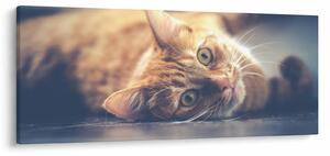 Tablou - Pisici pe podea (120x50 cm)