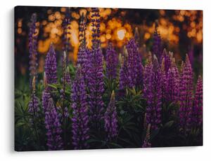 Tablou - Flori de lupin (70x50 cm)
