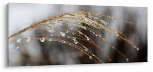 Tablou - Picături pe plantă (120x50 cm)