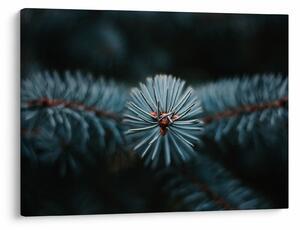 Tablou -Crenguțe ale unui conifer (70x50 cm)