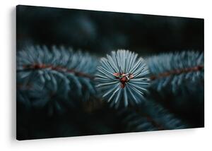 Tablou -Crenguțe ale unui conifer (90x60 cm)