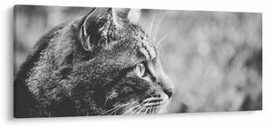 Tablou - Pisica (120x50 cm)