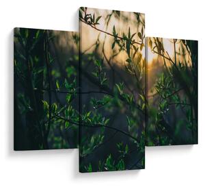 Tablou - Soarele strălucind printre crengile copacilor (90x60 cm)