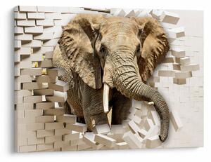 Tablou - Elefant spârgând peretele (70x50 cm)