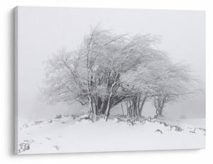 Tablou - Iarnă albă (70x50 cm)