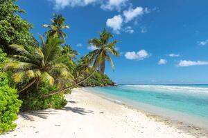 Fototapetă vlies palmieri pe o insulă tropicală 375 x 250 cm