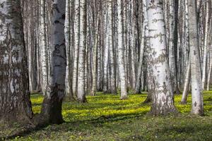 Fototapetă vlies dumbravă de mesteceni v. 375 x 250 cm