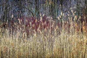 Fototapetă vlies stuf de iarnă 375 x 250 cm