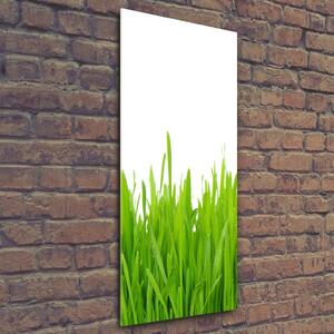 Fotografie imprimată pe sticlă iarbă verde