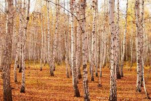 Fototapetă vlies dumbravă de mesteacăn ii. 375 x 250 cm