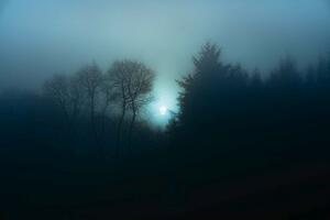 Fototapetă vlies pădure în ceață de noapte 375 x 250 cm