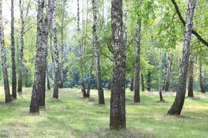 Fototapetă vlies dumbravă de mesteceni vi. 375 x 250 cm