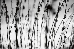 Fototapetă vlies iarbă alb-negru 375 x 250 cm