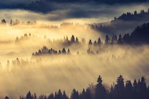 Fototapetă vlies peisaj forestier de dimineață 375 x 250 cm