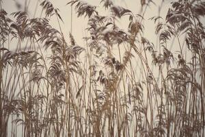 Fototapetă vlies iarbă înghețată 375 x 250 cm