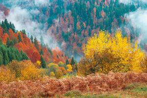 Fototapetă vlies peisaj frumos de pădure 375 x 250 cm