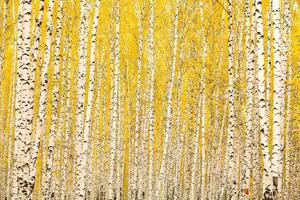 Fototapetă vlies mesteacăn galben 375 x 250 cm