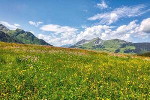 Fototapetă vlies pajiște înflorită de primăvară 375 x 250 cm