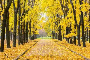 Fototapetă vlies parc de toamnă 375 x 250 cm